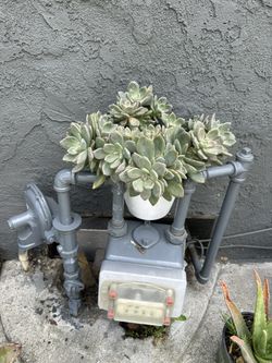 Plant