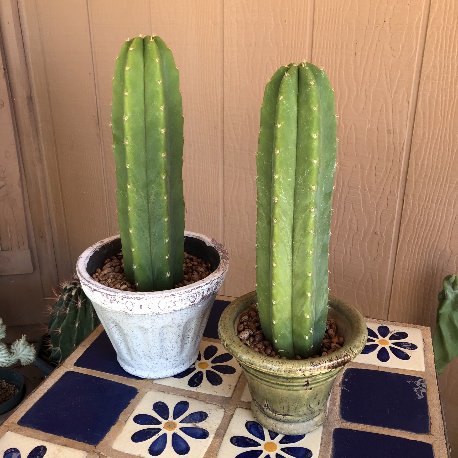 Cactus Plant Cuttings San Pedro Trichocereus Pachanoi PC