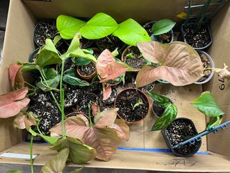 🪴  -SCINDAPSUS,  POTOS, AGLAONEMA, MONSTERA, PHILODENDRON, MARANTA, EPIPREMNUM