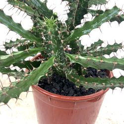 Cactus/Succulents  (Euphorbia Evansii)