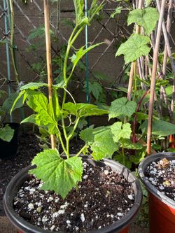 Bitter Melon (Ampalaya) Seedlings