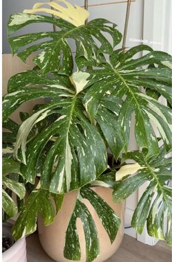 Monstera  and pothos houseplants care