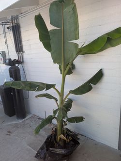 Banana Plant