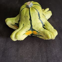 Rare Green And Orange Variegated Squidmo Gourd Seeds! 2026 SEASON EARLY RELEASE! Available Now!