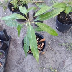 1ft Mango Tree