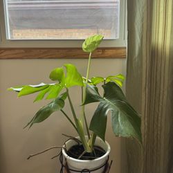 Monstera Deliciosa Plant 