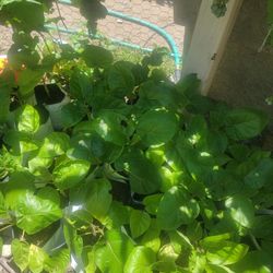 Tomatoe Tree 
