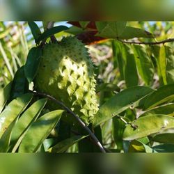 Soursop Trees In 3gal Arboles De Guanabana En 3gal