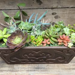 Succulent Plant Arrangement