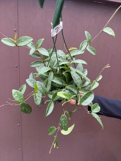 6” hoya carnosa splash