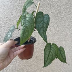 Monstera Siltipecana Plant 