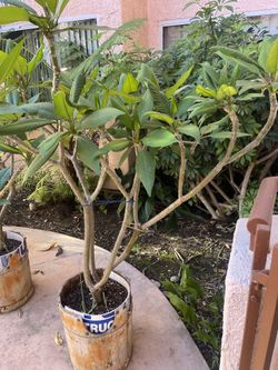 Plumeria