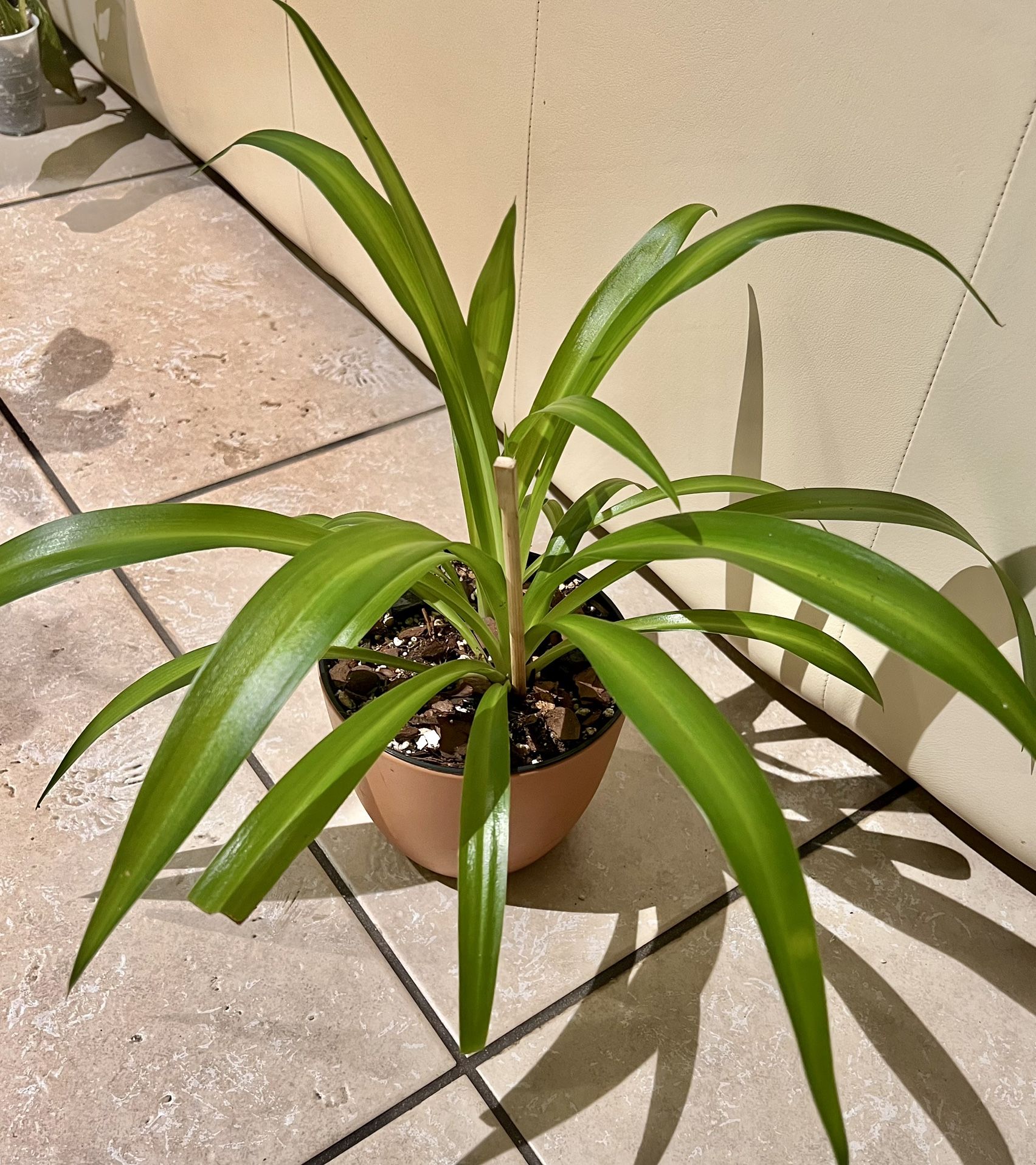 Hawaiian Clorophytum 