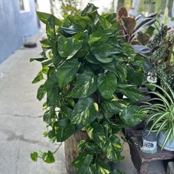 Pothos Plants Indoor Xgrande 