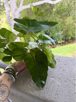 Live plant Philodendron Burle Marx cuttings