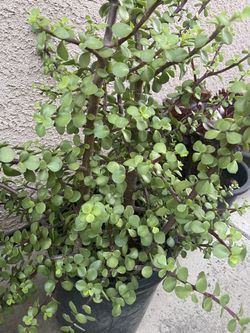 succulent plant