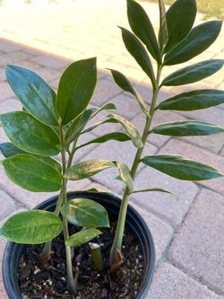 Zzz plant