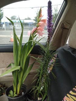 Today only 5$ perennials