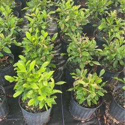 Miracles Fruits Trees   arbolitos de Miracle Fruit 