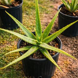 Healthy Large Aloe Vera Plant in Pot – Ready to Grow 