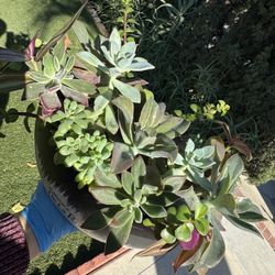 Gorgeous Succulent Arrangement 