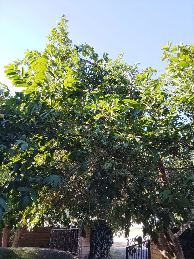 Guavas