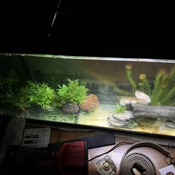 55 gallon tank