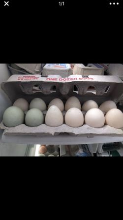 Fresh Duck or chicken eggs