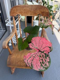 Heartshape Pink Symphony Caladium