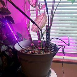 Indoor Plant Growing Lights