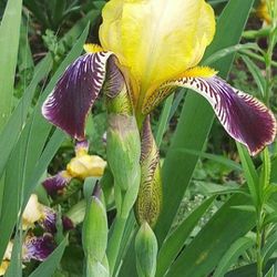 3 X Beautiful Iris Flower Bulbs $15 *now Is The Time To Plant Them!*