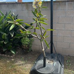 Plumeria Cuttings