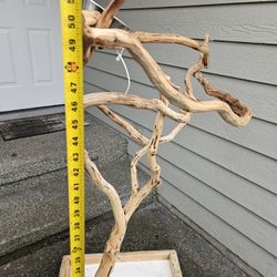 Large Bird Parrot Stand Manzanita Wood