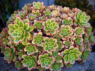 |Aeonium|'Kiwi'|Low Maintenance|Drought Tolerant Plant|Easy Care| Different Sizes 🪴|