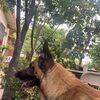 Dulce