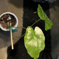 Variegated Alocasia Plant