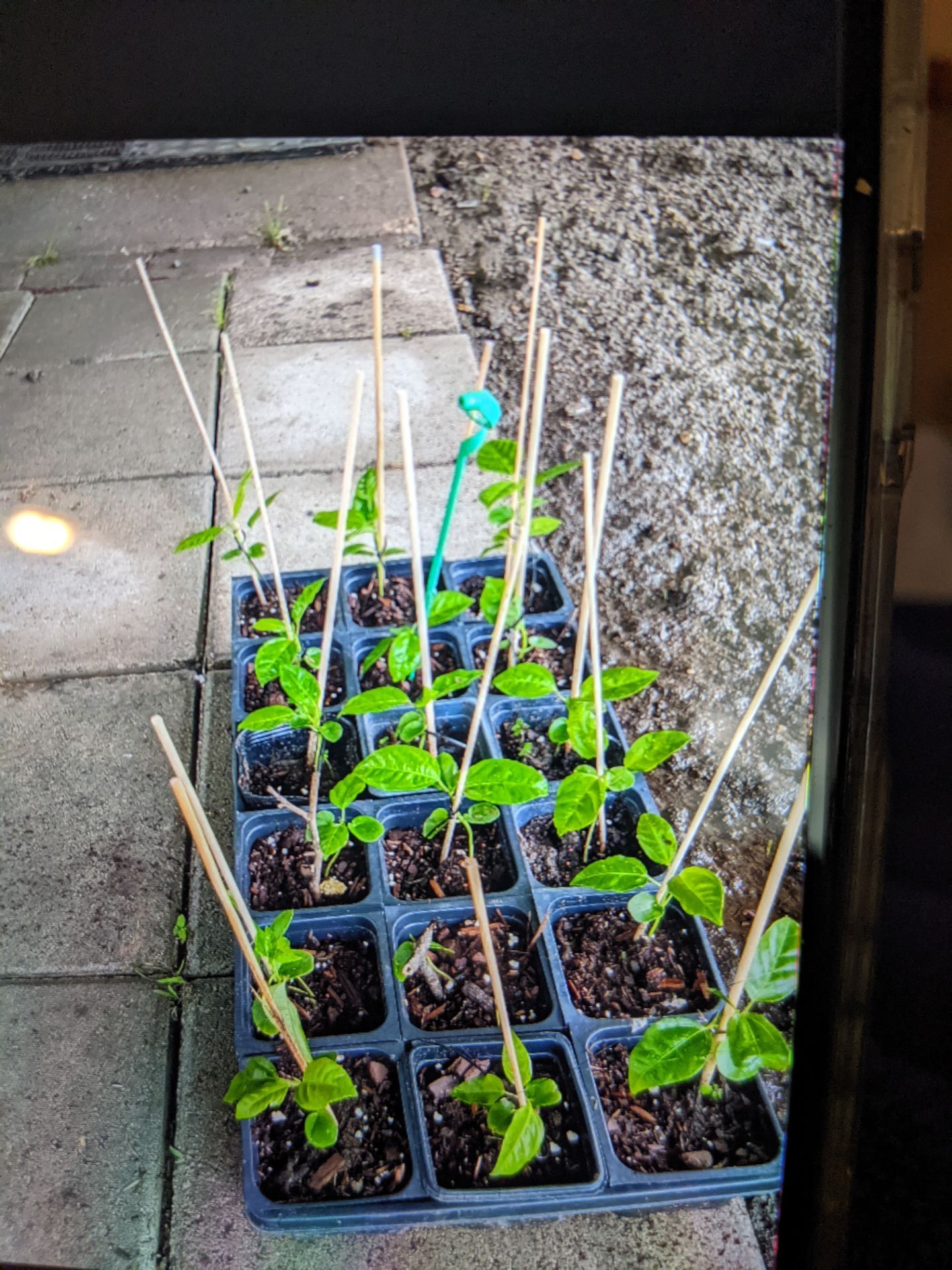 Plantas de maracuya chicas/ passion fruit plants small