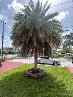 Silvestre / Sylvester Palm Tree