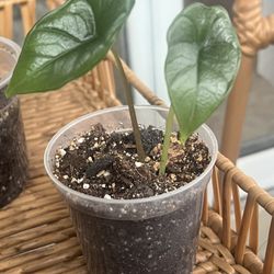 Alocasia Bisma Starter Plant