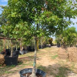 live oak 45 gallon 12 ft tall 10ft tall