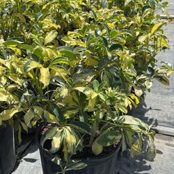 Lush Trinnete Plant – Healthy 3-Gallon Size for Only $7