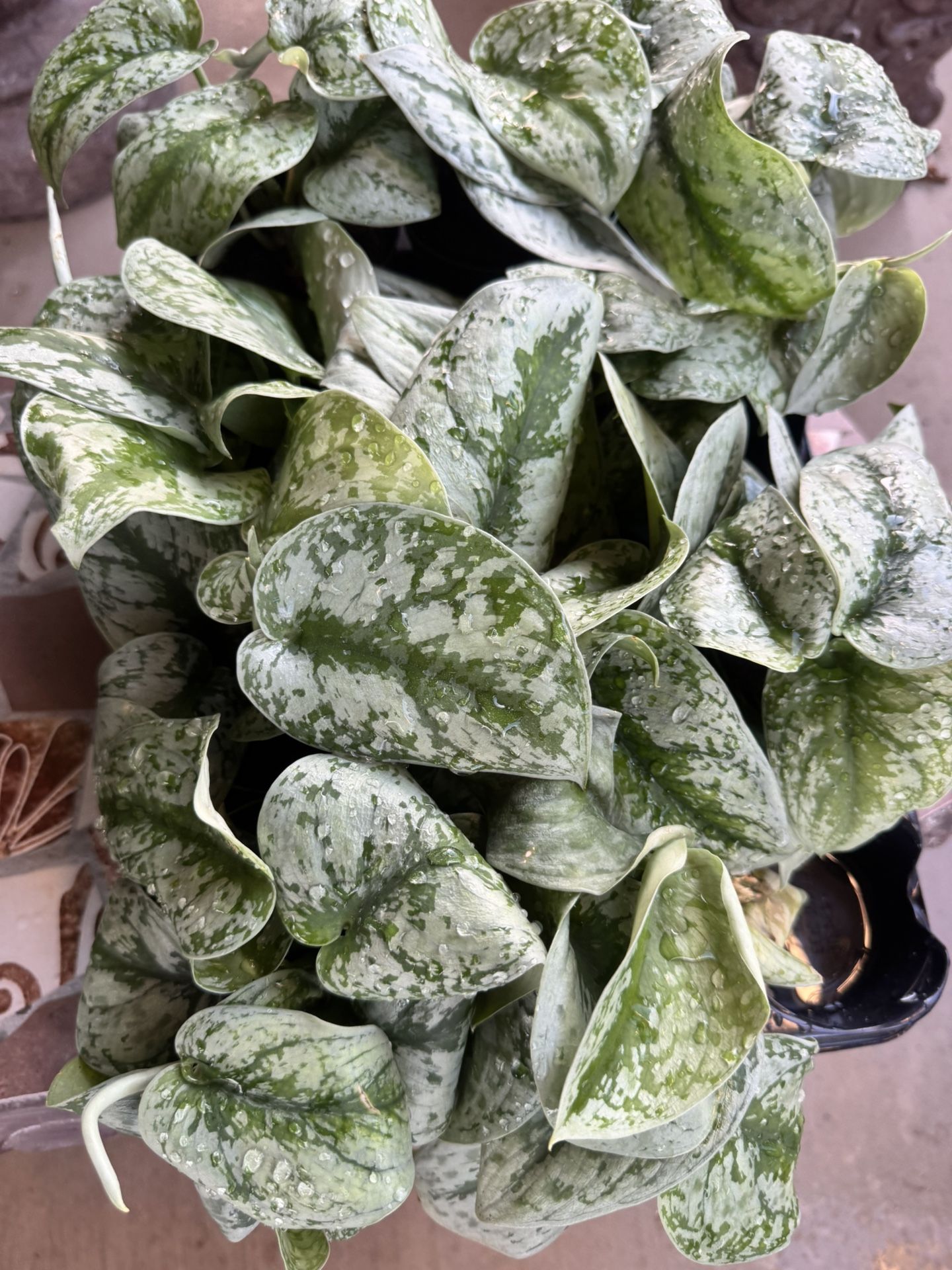 House Plant $8 Each 4” Pot
