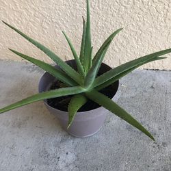 Aloe Live Plant