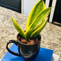 Sensevieria Plant in ClearPoint Neuro Mug