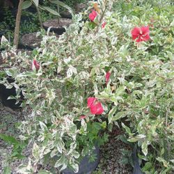 Hibiscus Bush 7gl🌺$35