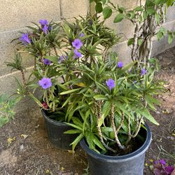 5 Gallon Mexican Petunia