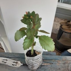 Orange Kalanchoe 