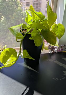 Neon Pothos in black ceramic pot (5.5" diameter, 7.5" tall)