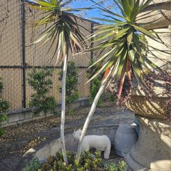SUCCULENTS/DRAGON TREE Dracaena Entire Plant (NO POT- Must Be Dug Out)