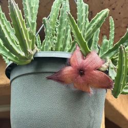 Stapelia Gigantea 